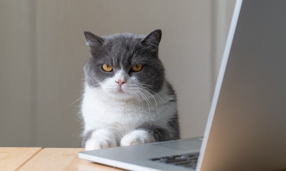 The kind tone of voice is completely different from my cat? CatGPT, an