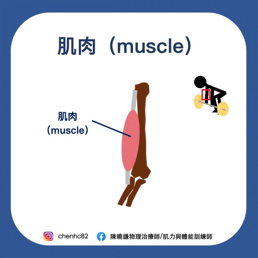 肌肉、肌腱、韧带，你还傻傻分不清吗？