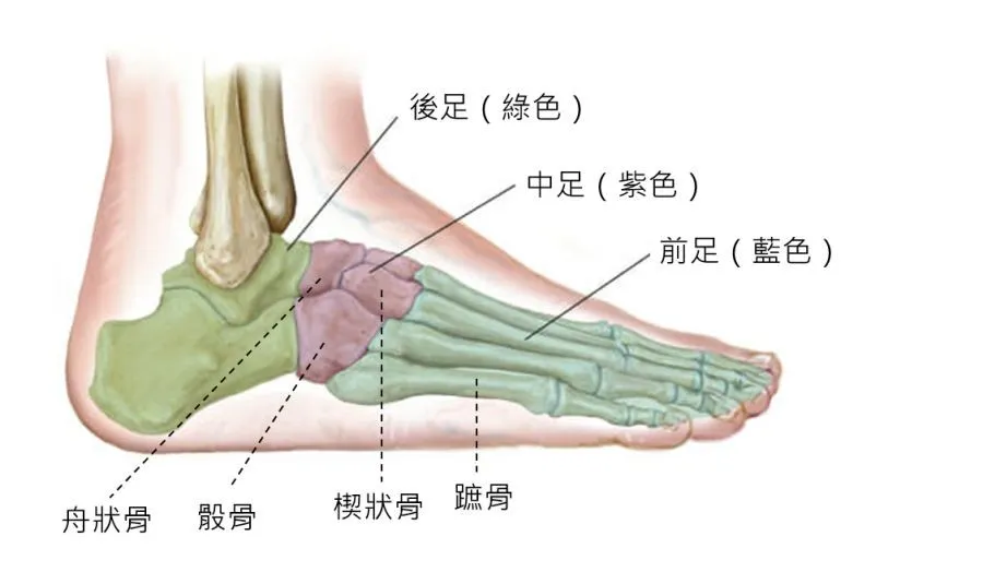 比腳踝扭傷更麻煩!這NBA少見的中足扭傷為何?Anthony Davis真的只會缺席4周嗎? - NBA - 籃球 | 運動視界 Sports ...