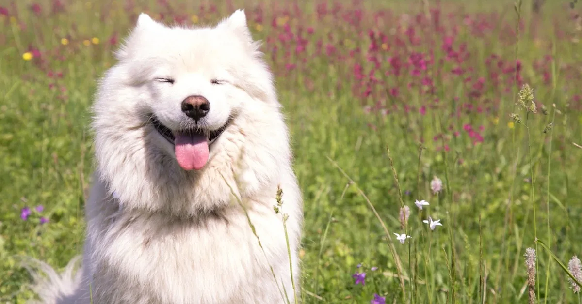 被稱「微笑天使」的薩摩耶犬其實不好養,需要足夠的愛心和付出才能讓牠們快樂 - TNL The News Lens 關鍵評論網