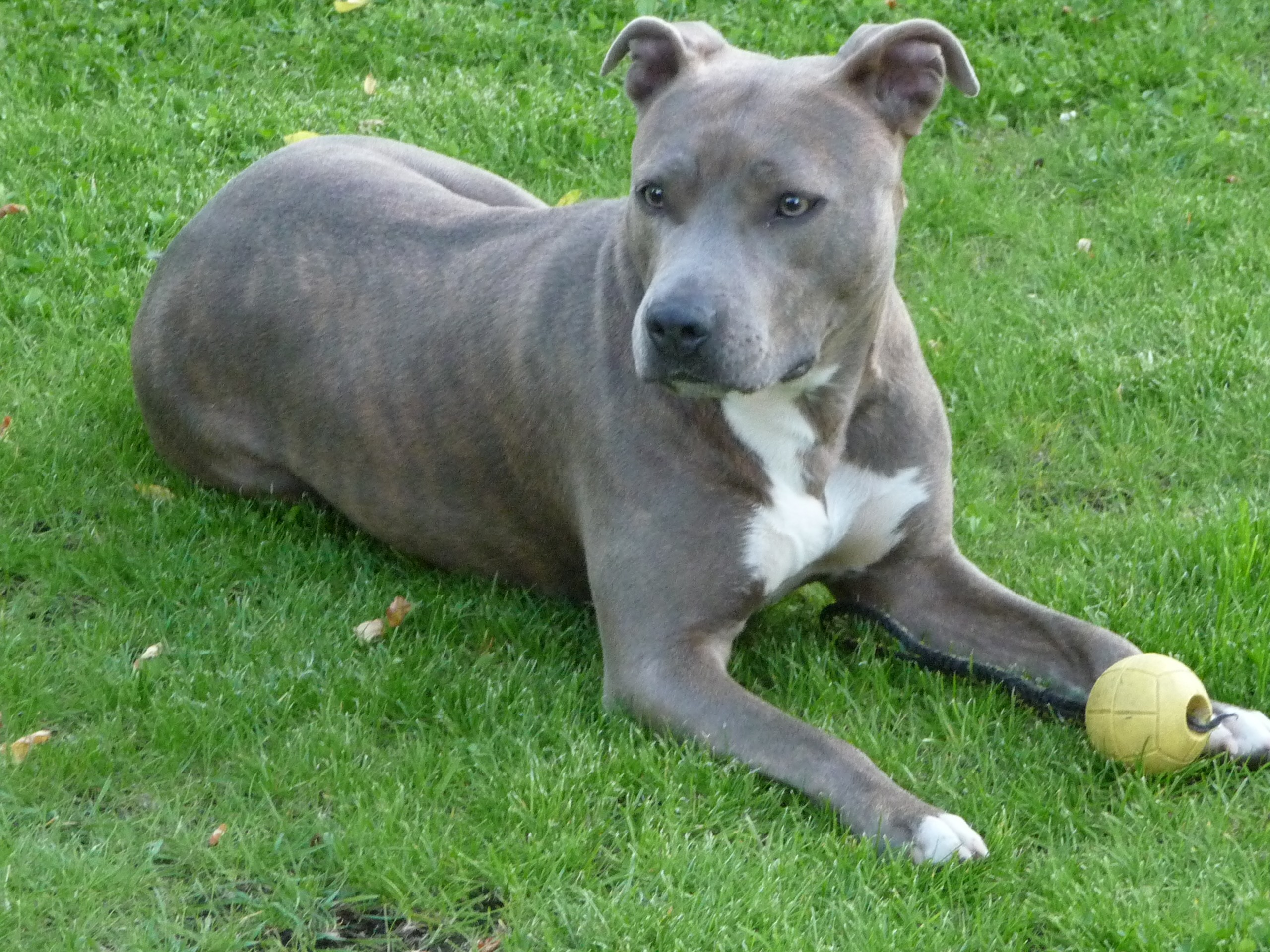 借鏡德國經驗：在狗咬死人之後，安樂死與訓練教化之間如何抉擇？ - TNL The News Lens 關鍵評論網