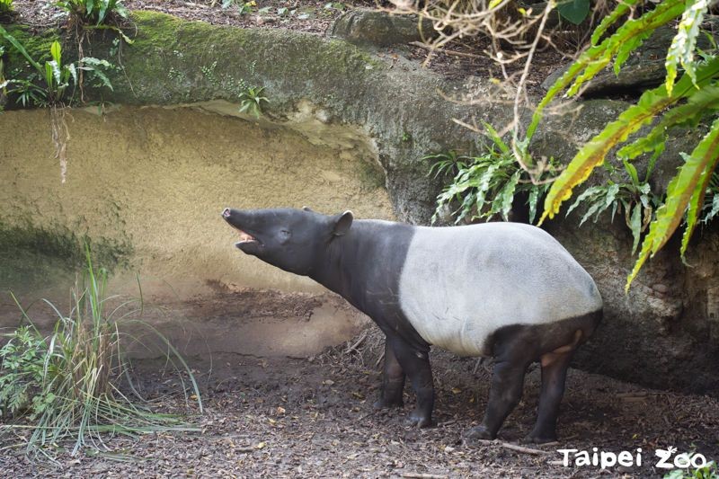「貘豆」移居日本將與名古屋東山動植物園的「Komore」嘗試配對。（台北市立動物園提供）