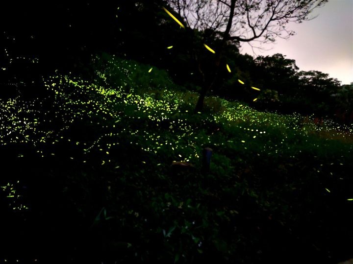 ▲南港茶葉製造示範場螢火蟲美景。　圖：台北市政府工務局公園路燈工程管理處／提供