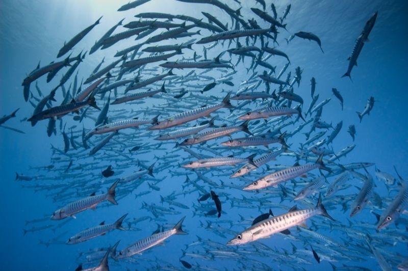 帛琉在2010 年被CNN 評選為海島類型旅遊國第一名，也是潛水客認為畢生必訪的潛水聖地。（帛琉觀光局提供）