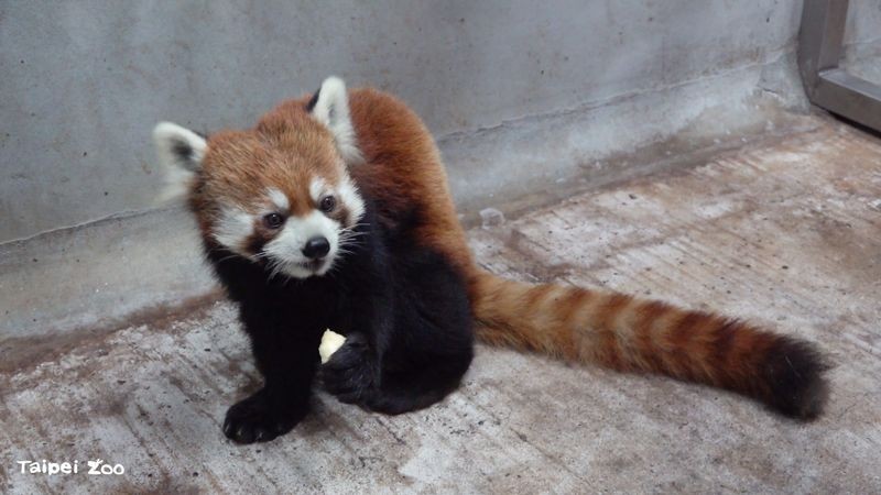 濱松動物園小貓熊「未來」去年12月從日本來台。（台北市立動物園提供）