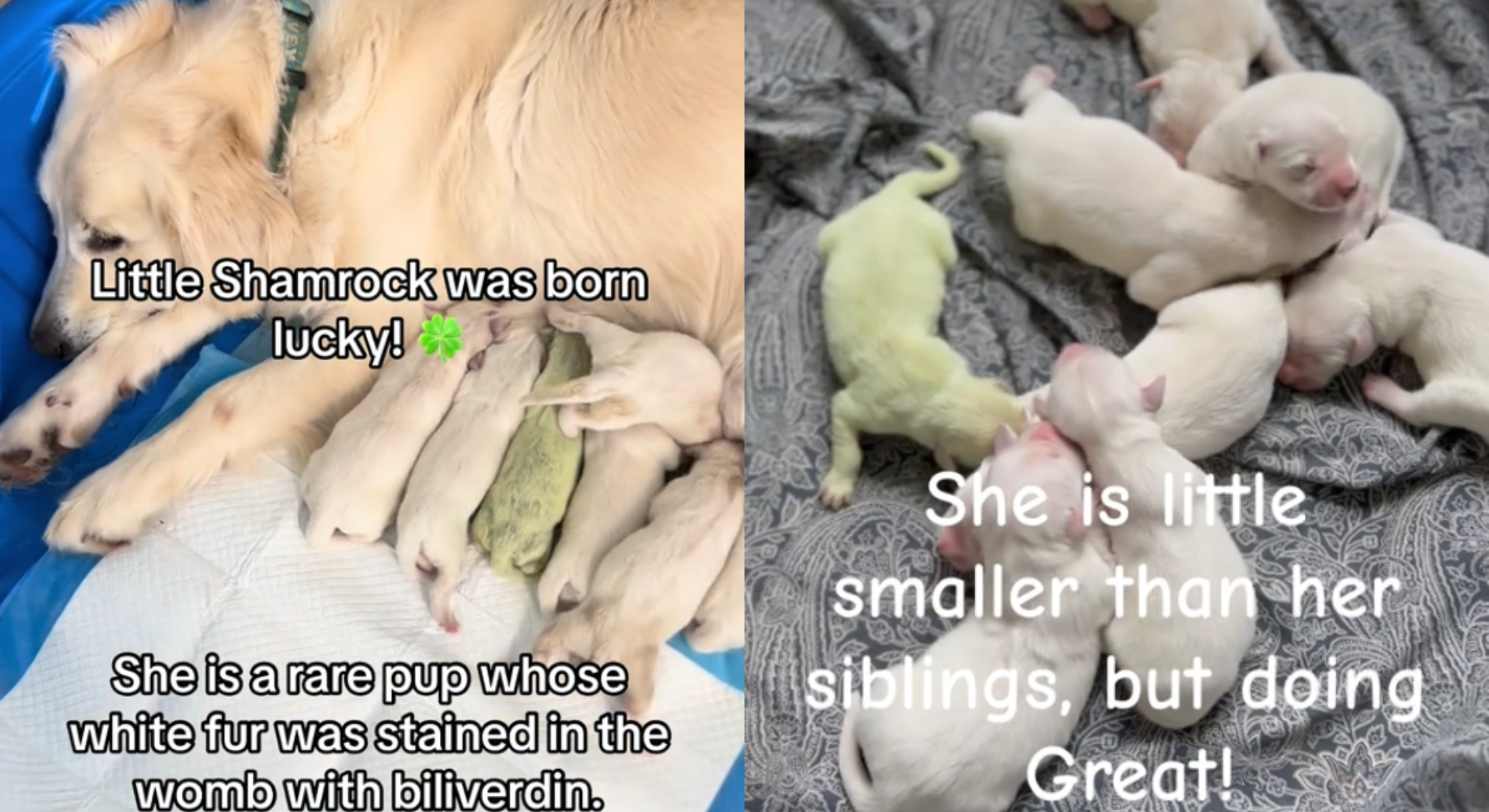 黃金獵犬生寶寶驚見1隻是綠的狂吸680萬人觀看