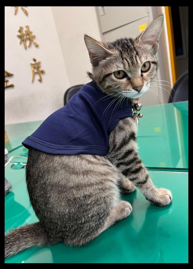 「伍丼么」成為貓警長，還穿上新制服值勤。（翻攝自翁子派出所臉書）