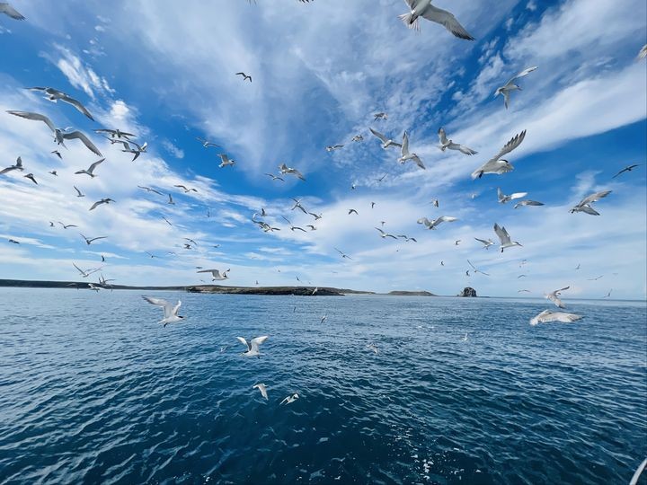 ▲5月中旬至7月初的賞鷗行程備受歡迎。　圖：澎湖國家風景區管理處／提供