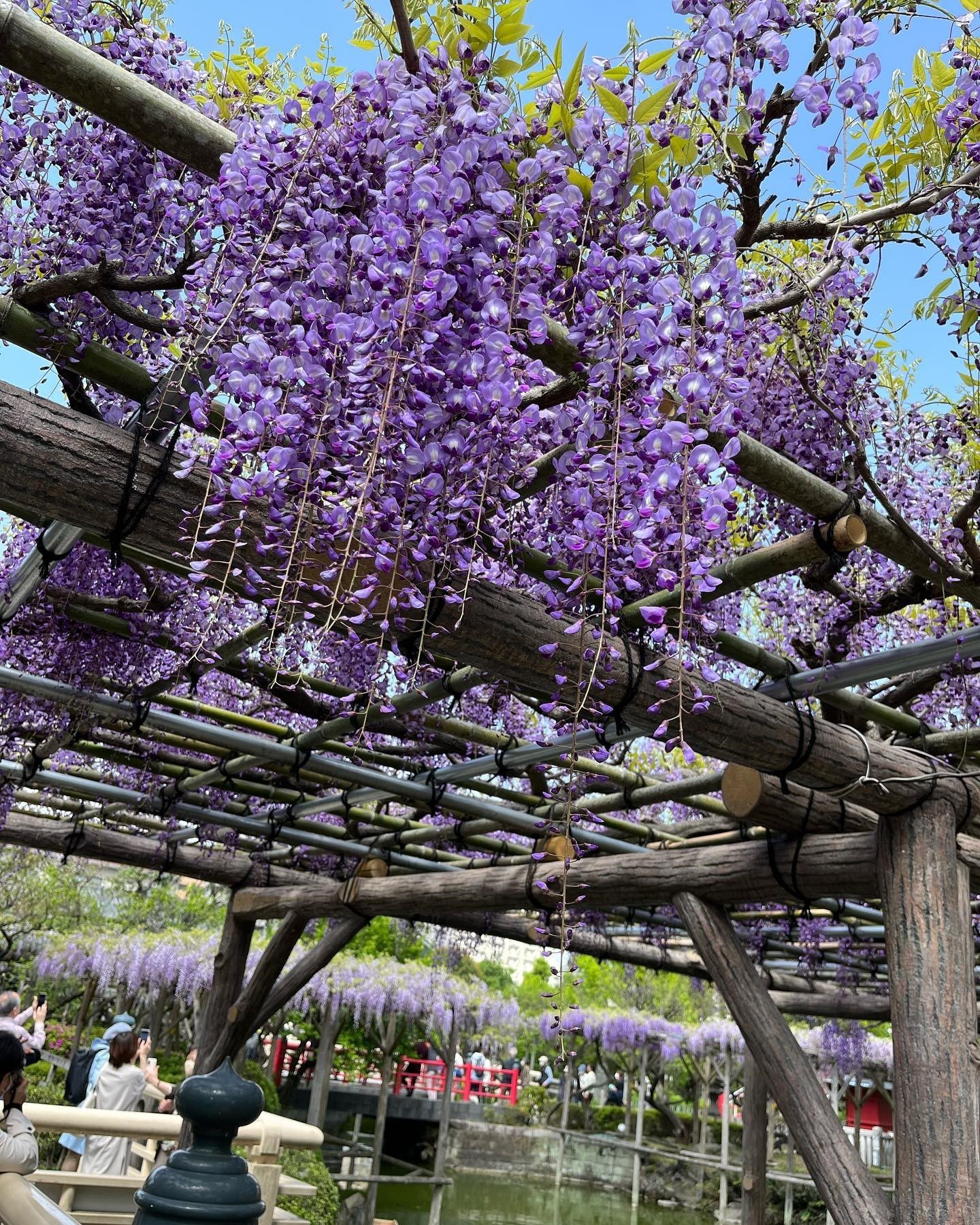 ▲龜戶天神社內所栽種的50株紫藤花，年年盛開也療癒遊客們的心。　圖：©KAMEIDO TENJINJYA／提供