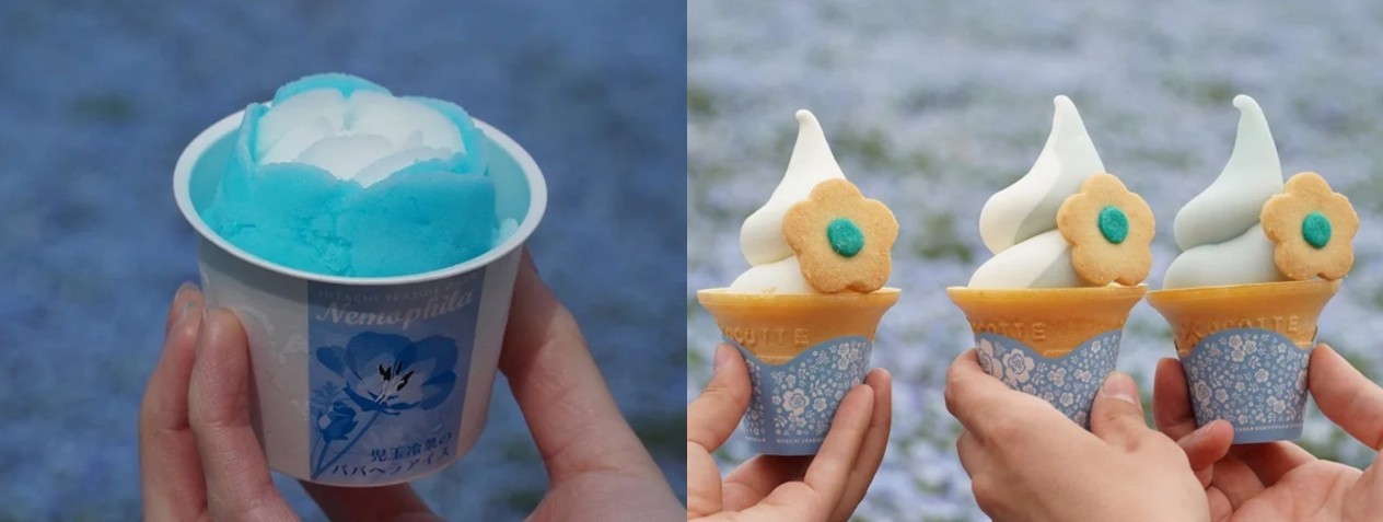▲兩款風格各異的藍色粉蝶花霜淇淋是季節限定人氣甜點。　圖：國營常陸海濱公園／提供