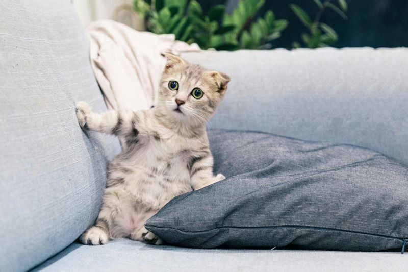 日本一位資深鏟屎官指出，有6種人可能不適合養貓。示意圖（pexels）