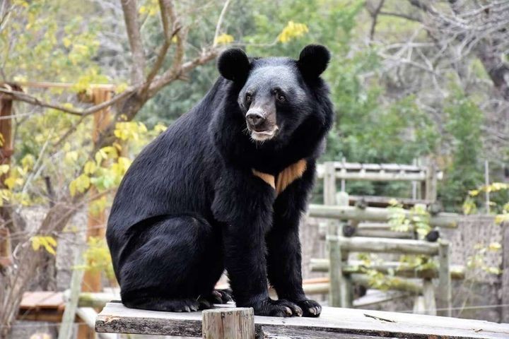 ▲2023年突破百萬旅客造訪的新壽山動物園，動物明星黑熊波比。　圖：高雄市政府觀光局／提供
