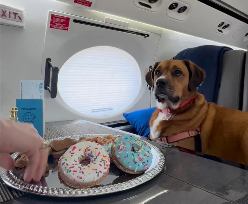 ▲狗狗在飛機上享受如帝王般的待遇。（圖／IG＠BARK Air）