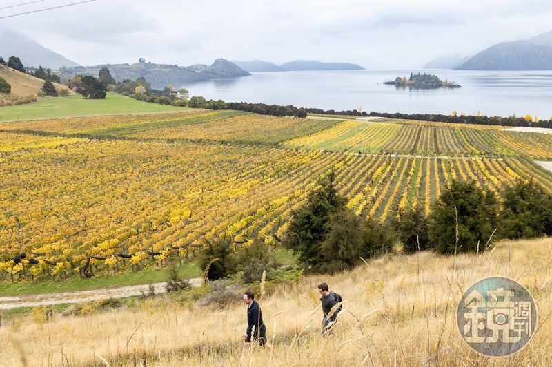 位於紐西蘭南島中奧塔哥的「Rippon」，不僅出產多支屢獲國際評酒人肯定的葡萄酒，更擁有「全紐西蘭景色最美酒莊」的稱號。