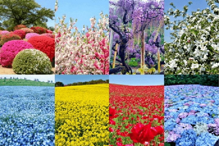 ▲春天到初夏日本各地美麗花朵輪流綻放。　圖：JR TIMES／提供