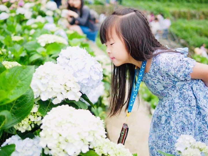 ▲與孩童臉龐一樣大的繡球花朵朵綻放中。　圖：台北市政府產業發展局／提供