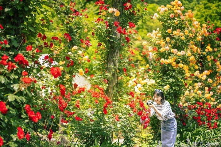▲花團景簇繽紛多彩，隨手拍就是美。　圖：JR TIMES／提供