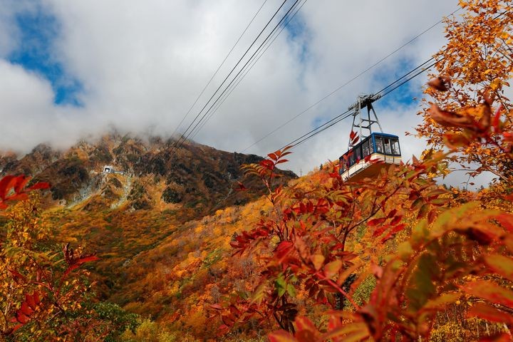 ▲搭乘大雪山黑岳空中纜車，可由高空俯瞰層層疊疊的紅、綠、黃葉，宛如觀賞山頂的楓景三重奏。　圖：喜鴻假期／提供