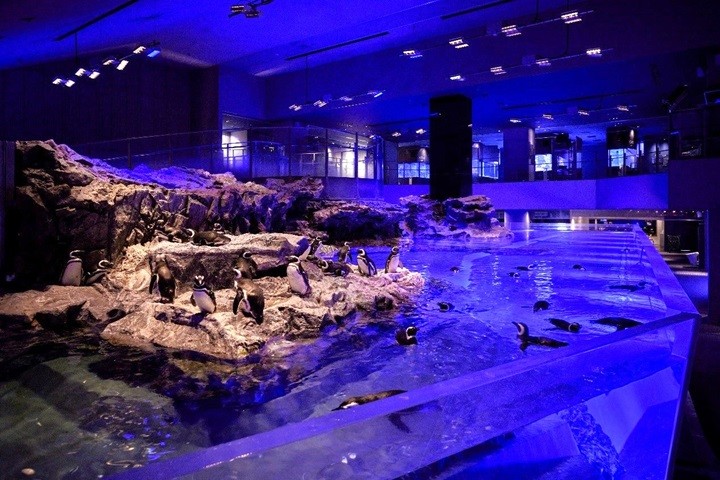 ▲墨田水族館擁有日本最大的室內開放式水槽，遊客可以從各種視角觀賞可愛的企鵝。　圖：©SUMIDA AQUARIUM／提供