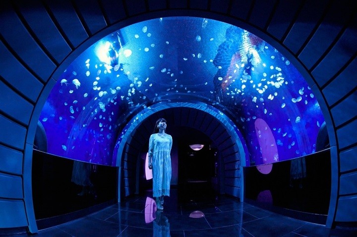 ▲陽光水族館2020年新開放的「水母空間」，已然成為陽光水族館的亮點之一。　圖：陽光水族館／提供