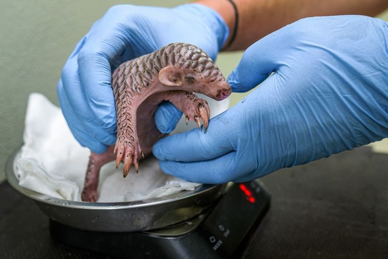 布拉格動物園出生的歐洲第2隻穿山甲寶寶是雌性。（翻攝自Zoo Praha臉書）