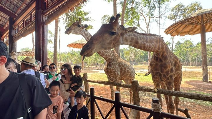 ▲「SAFARI富國大世界野生動物園」是越南最大的野生保護動物園。　圖：蒔晴旅遊／提供