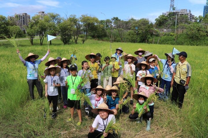 ▲「2024新北濕地割稻趣」7/9開放報名，一同體驗農忙豐收樂。　圖：新北市政府水利局／提供