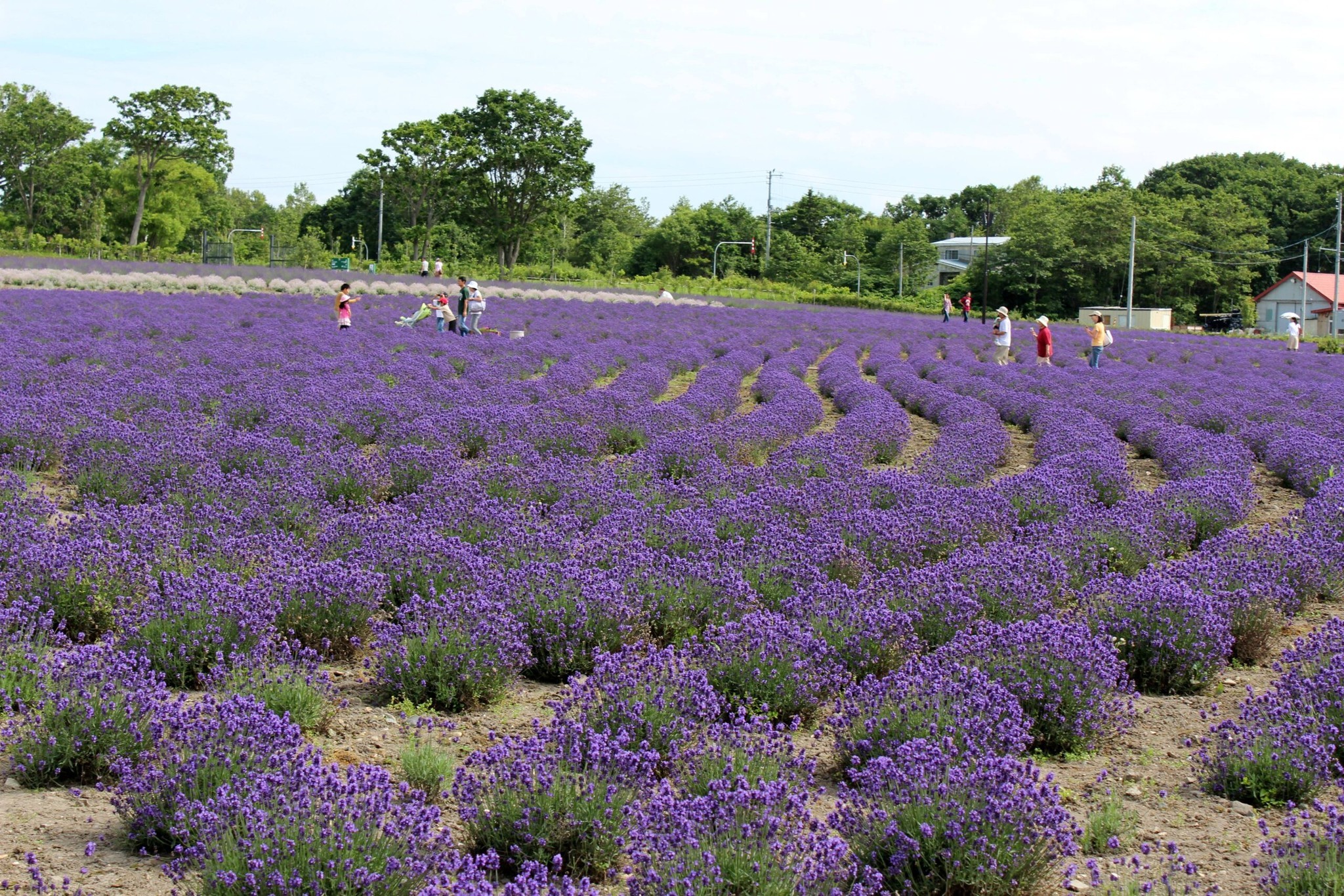 ▲紋別市的鄂霍次克流冰公園內，種植了多達1萬7千株薰衣草，現在7月正最佳觀賞期！　圖：紋別観光振興公社／提供