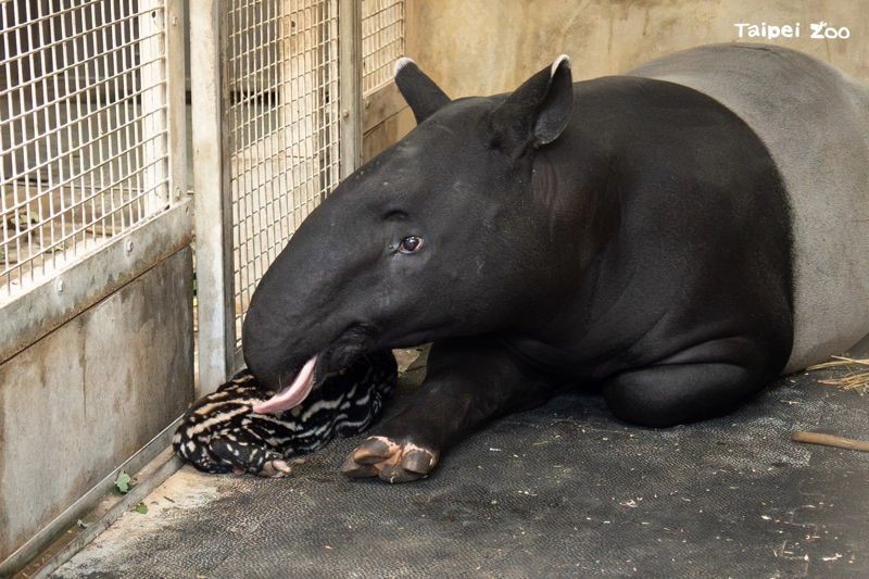 台北市立動物園的馬來貘「貘莉」今（15日）早上5點15分順利產下一子。（台北市立動物園提供）