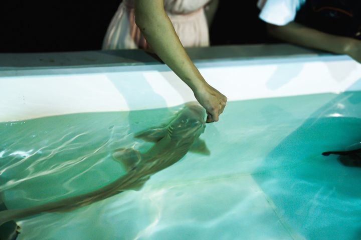 ▲後場探秘活動中增加遊客親手餵食鯊魚的體驗。　圖：國立海洋生物博物館／提供