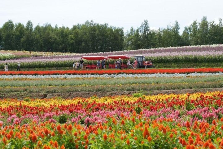 ▲北海道繽紛浪漫的花田景觀。　圖：東南旅遊／提供