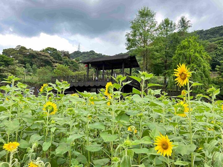 ▲明鏡池池畔花況。　圖：台北市政府工務局大地工程處／提供