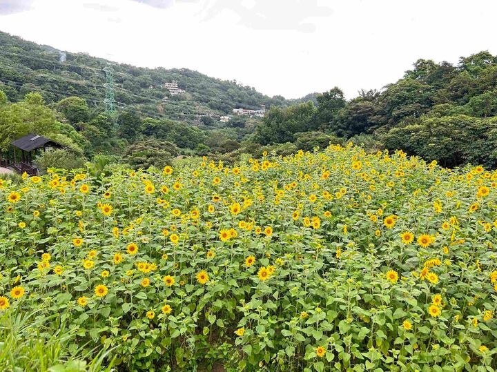 ▲梯田花景。　圖：台北市政府工務局大地工程處／提供