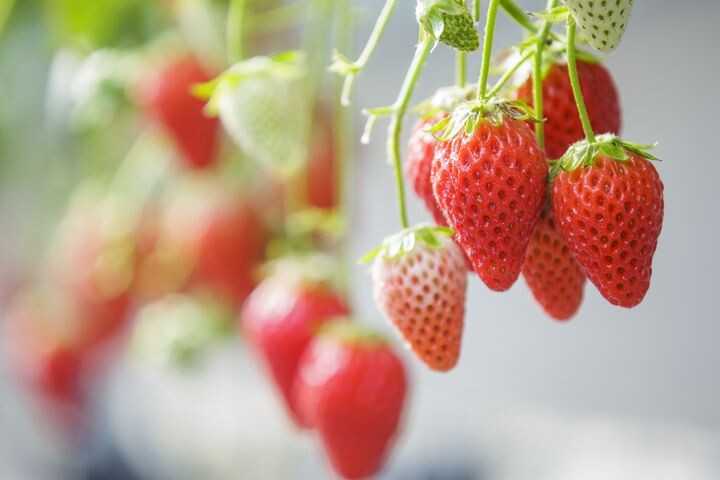 ▲草莓採摘活動亦將在新年期間於靜岡各地展開。　圖：Shutterstock／來源