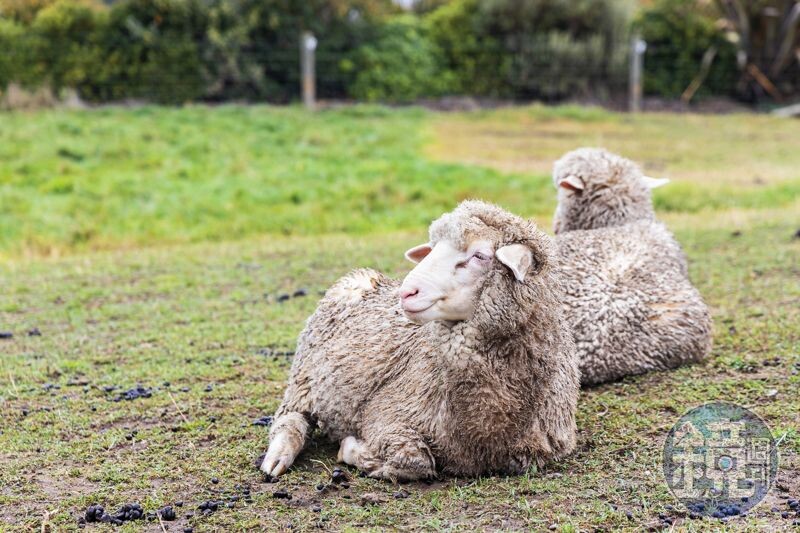 農場裡飼養綿羊、瓦萊黑鼻羊、高地牛和羊駝等可愛動物。