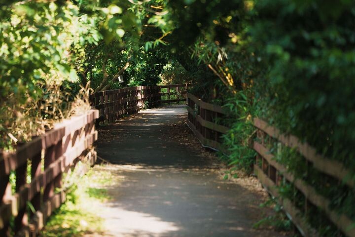 ▲舊雙溪河步道，秘境綠意盎然，映襯稻田榕樹，絕美景色，適合自然系打卡。　圖：臺北市政府文化局／提供