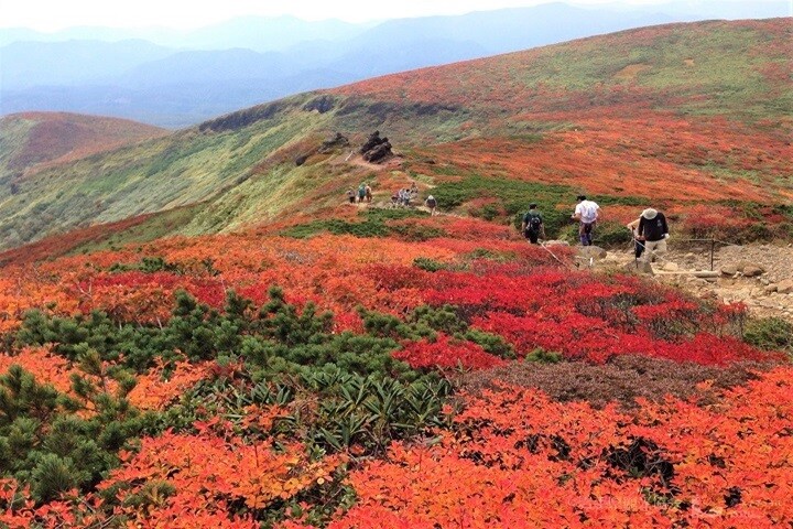 栗駒山擁有豐富的登山路線，從約一個半小時即可攻頂的入門級，到需要用超過五個小時穿越險峻原生林的專業級，任你挑選。　圖：一關市觀光協會／提供