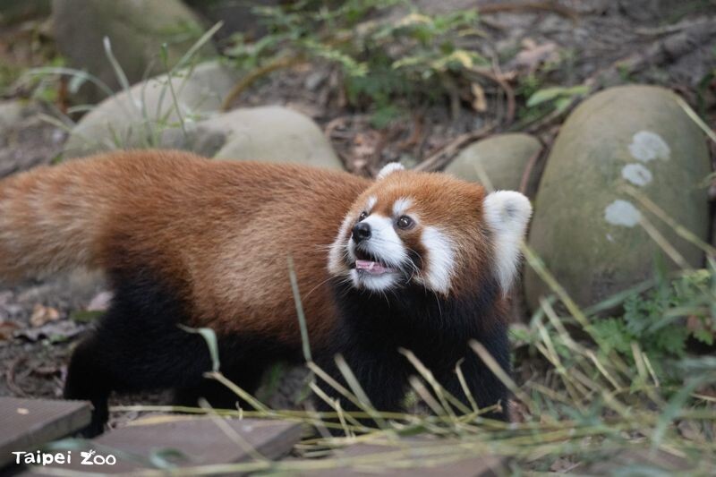 9月14日這天動物園也配合「國際小貓熊日」推出小貓熊教育駐站。（台北市立動物園提供）