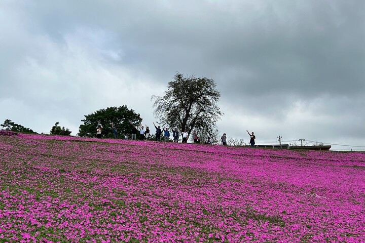 ▲母親牧場自2014年開始栽種的「桃色吐息」矮牽牛花海，為夏季必看特色。　圖：向日遊／提供