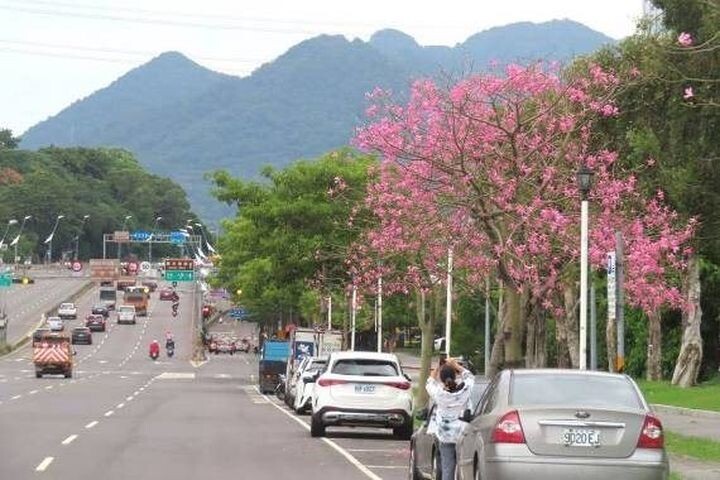 ▲大度路三段往淡水方向，美人樹吸引民眾駐足拍照。　圖：台北市政府工務局公園路燈工程管理處／提供