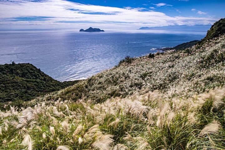 ▲東北角秋天限定滿山遍野的美麗芒花。　圖：東北角及宜蘭海岸國家風景區管理處／提供