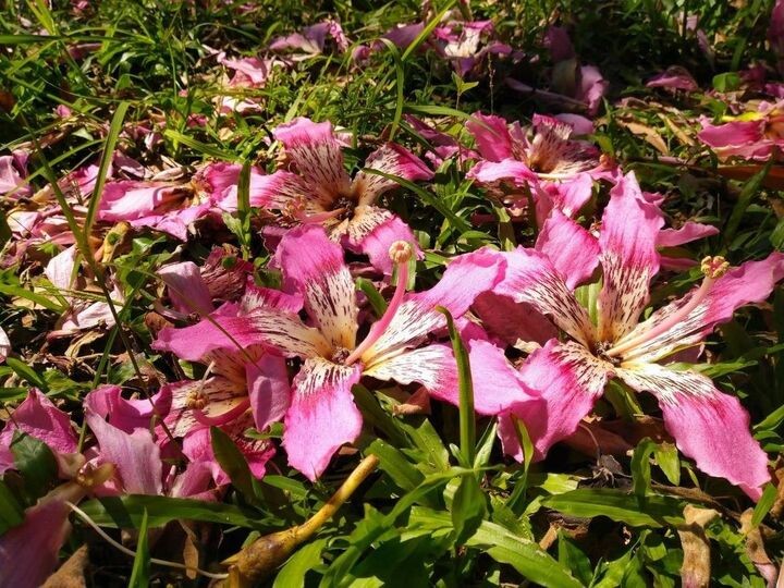 ▲美人樹花朵隨著微風飄落，交織成粉色花毯。　圖：台北市政府工務局公園路燈工程管理處／提供