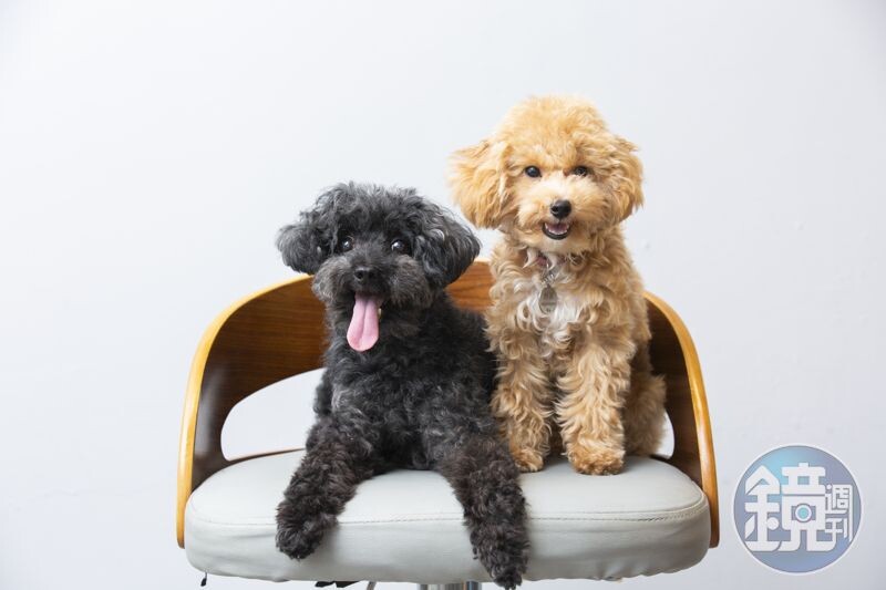 女星妞妞愛犬黑貴賓馬路醬（ 左）及奶油貴賓奶茶，對鏡頭十分敏銳。