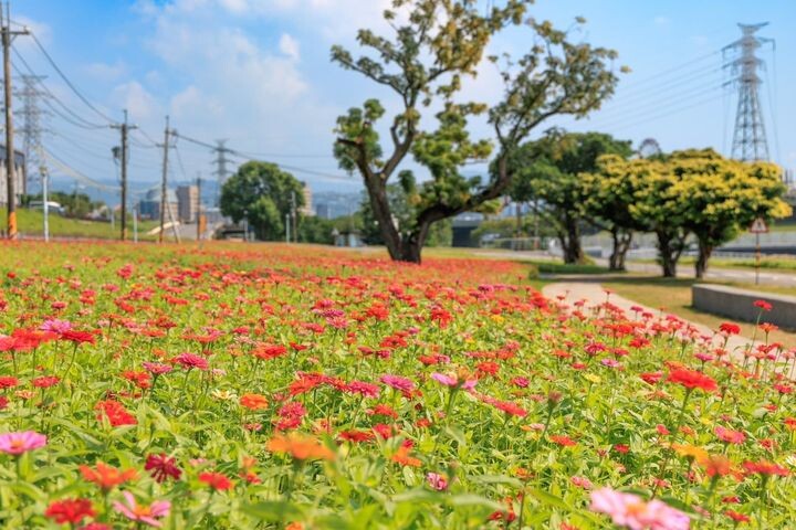 ▲百日草花海在綠意盎然的河濱公園更顯美麗。　圖：台北市政府工務局水利工程處／提供