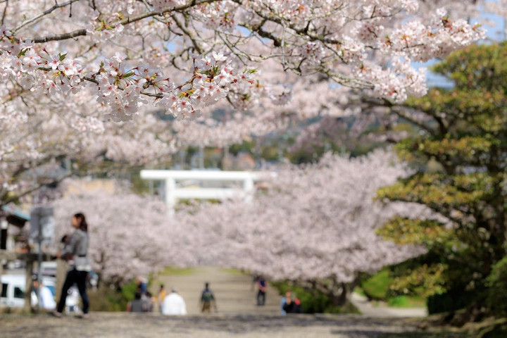 安房神社春天時染井吉野櫻一路綿延，形成美麗的粉色花海。