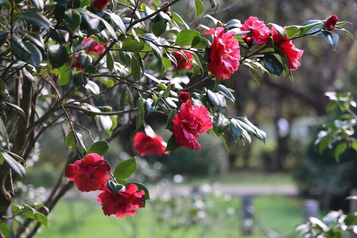 ▲園區茶花已盛開迎賓。　圖：臺北市政府工務局／提供