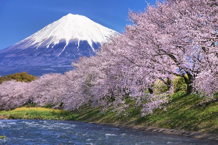 ▲富士山的雪頂與櫻花粉紅交映，形成絕美的春日畫面。　圖：日本富士之國靜岡縣駐台辦事處／提供