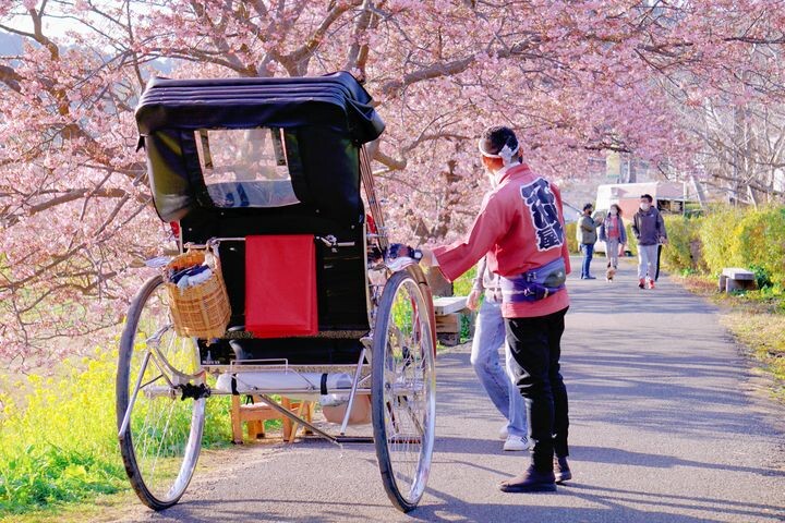 ▲青野川沿岸是觀賞南之櫻的主要地點。　圖：日本富士之國靜岡縣駐台辦事處／提供