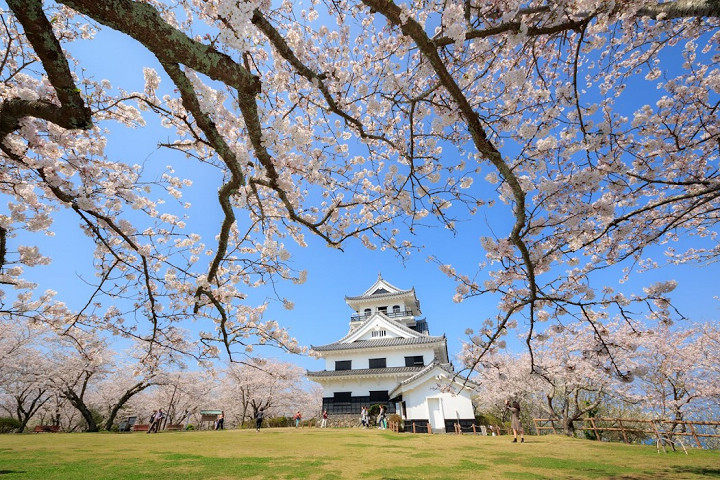 漫步城山公園時能順遊館山城，這裡為關東賞櫻必訪景點。