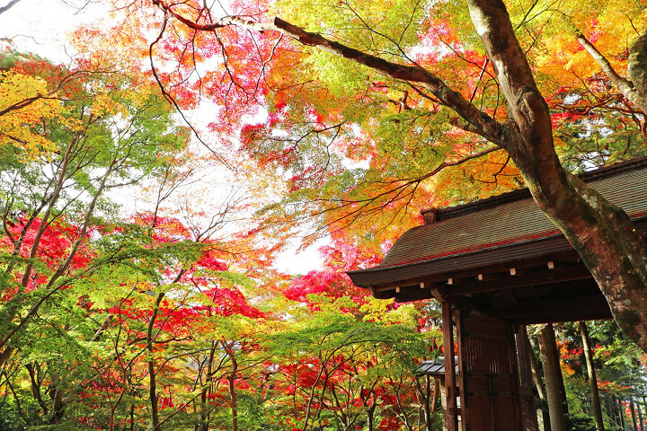 ▲豐臣秀吉鍾愛的瑞寶寺紅葉，為神戶賞楓勝地。　圖：向日遊顧問有限公司／提供